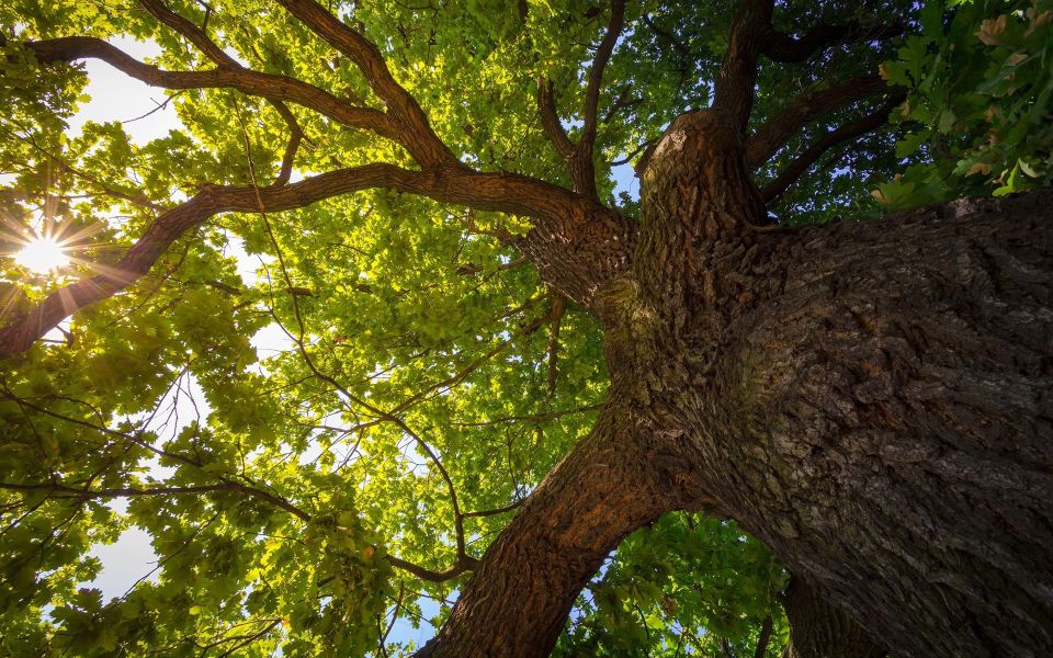 Top up view of a large tree